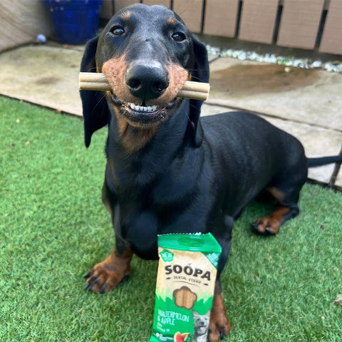 Soopa Dental Sticks Watermeloen & Appel – hond met verpakking – natuurlijke kauwsnack voor honden, graanvrije en hypoallergene gebitsverzorging
