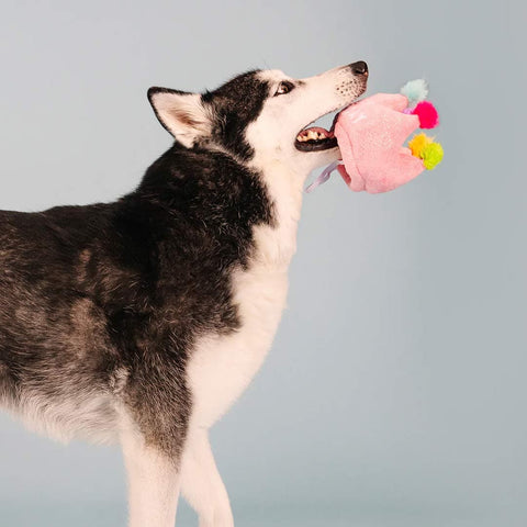 PetShop by Fringe Studio - If the Crown Fits the Dog - Video